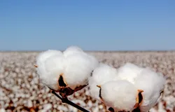 Algodo volta a crescer no Paran e refora liderana do Brasil no mercado mundial