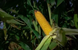 Preos do milho seguem em queda, mas produtores avanam com negociaes de forma cautelosa