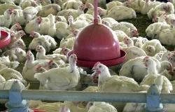 Mato Grosso registra foco de gripe aviria em aves domsticas
