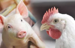 Custos de produo de frangos e sunos recuam em maio nos principais estados produtores