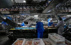 Preos do frango sobem no mercado interno e exportaes mantm ritmo positivo