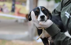 Saiba como adotar um pet de forma responsvel