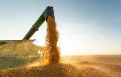 Mercado de milho no Brasil apresenta oscilaes de preos com ateno ao clima e exportaes aquecidas