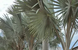 Marcelo Aquino cumpre agenda socioambiental em Cocalinho