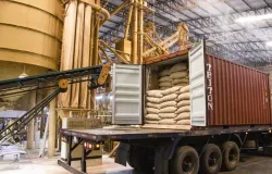 Exportaes mundiais de caf somam 138 milhes de sacas entre outubro de 2024 e setembro de 2025