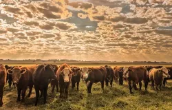 Cota��es do boi gordo seguem firmes no Brasil com expectativa de demanda aquecida em dezembro