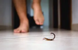 Temporada de escorpi�es: Brasil vive alta de �bitos por acidentes; saiba como agir se voc� for picado