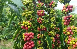 Governo de MT investe em ci�ncia para fortalecer a produ��o de caf� na agricultura familiar