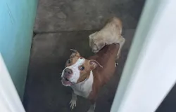 Cachorros s�o resgatados em resid�ncia ap�s duas semanas abandonados
