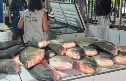 Opera��o conjunta apreende aproximadamente meia tonelada de pescado irregular em feira da Capital