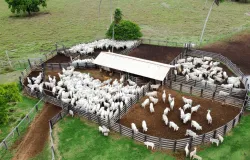 Confinamento bovino em MT deve crescer 55% em 2026, aponta proje��o do Imea