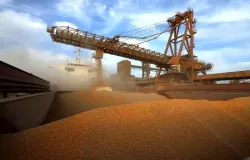 Exporta��es de milho do Brasil superam 1,18 milh�o de toneladas em apenas 5 dias de agosto