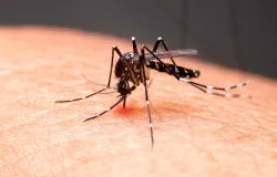 Cuiab� tem bairros com alto risco de dengue; veja quais