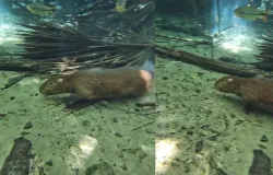 V�deo: capivara � flagrada nadando em rio de �guas cristalinas em MT