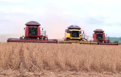 Soja de MT encheria 1 milh�o de cargas; fila daria 7 voltas no Brasil