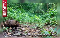 Cachorro raro com cheiro de vinagre aparece em parque em Mato Grosso