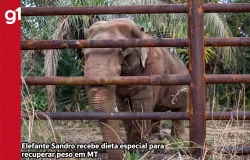 Elefante idoso ganha dieta especial para recuperar sa�de em santu�rio