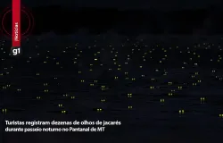 Turistas filmam centenas de olhos de jacar�s brilhando no Pantanal: saiba a ci�ncia por tr�s do mist�rio