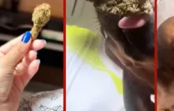 Jovem presa ap�s oferecer maconha a cachorro em Mato Grosso