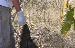 C�us de MT chocam autoridades: ossada humana � descoberta no meio do mato