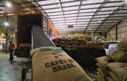 Exportaes de caf caem 20% em 2025 e tarifas dos EUA seguem pressionando o setor