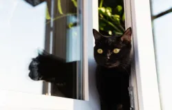 8 cuidados para o gato no sair de casa