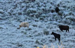 Sul do pas registra temperaturas negativas no terceiro dia da onda de frio
