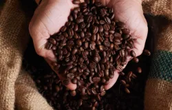 Setor cafeeiro intensifica negociaes para reverter tarifa dos EUA sobre caf brasileiro
