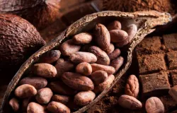 Cacau, imposto e o velho erro brasileiro