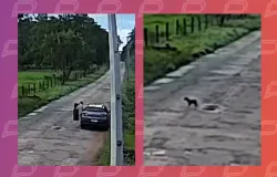 Mulher � presa por abandonar filhote de cachorro em mata em Nobres; v�deo