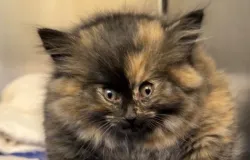 Gata comparada a um baiacu se recupera de condi��o rara