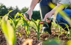 O cen�rio clim�tico do outono e o que ele indica para o agro brasileiro