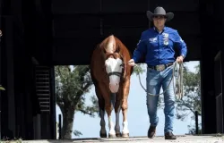 DNA a cavalo: como Fabr�cio Batista est� criando no Brasil uma marca global do Quarto de Milha