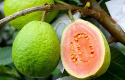 'Sempre vi nessa cultura uma boa fonte de renda', diz produtor de regi�o que lidera cultivo de goiaba