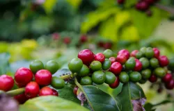 Governo de SP junta-se � Uni�o Europeia para apoiar produtores rurais em novas exig�ncias ambientais