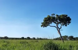 Chamada destina R$ 50 milh�es � agricultura familiar no Cerrado