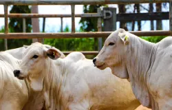 Atualiza��o de rebanhos come�a com contribui��o obrigat�ria para Fundesa