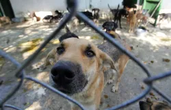 Pol�cia de SP salva mais de mil animais que sofriam maus-tratos na internet em 2026