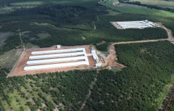 Aviagen investe R$ 190 milh�es para aumentar produ��o de aves no Brasil
