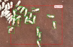 Drones ajudam a descobrir a hora certa de vender ou abater bois