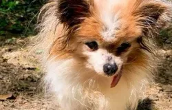 Cachorro mais velho do mundo, Lazare, morre aos 30 anos