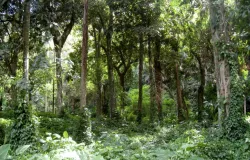 Governo de SP cria plataforma para ajudar empresas a investir na natureza