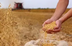 Soja brasileira fica mais forte com aumento da procura no exterior