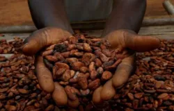Cacau cai 5% em Nova York com mais oferta da �frica