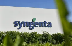 Syngenta se une a empresa holandesa para criar novo neg�cio de flores
