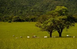 Pecu�ria brasileira poupa milh�es de hectares com tecnologia