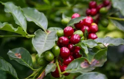 10 cidades de S�o Paulo que nasceram da agricultura e at� hoje s�o ligadas ao campo
