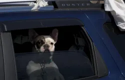 Cachorro dispara acidentalmente uma espingarda e acerta mulher dentro de carro nos EUA