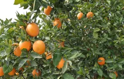 Cientistas de SP descobrem como fungo do mofo azul ataca laranjas e outras frutas