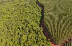 Agro pode liderar expans�o de florestas no Brasil nos pr�ximos 10 anos, diz estudo